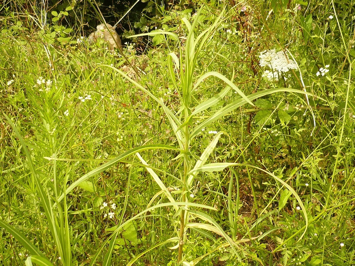 Lactuca saligna (Asteraceae)